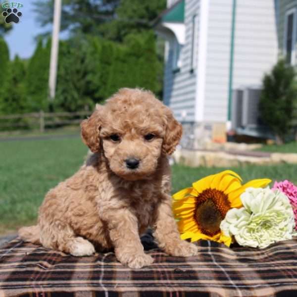 Bo, Mini Goldendoodle Puppy